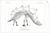 ‘Stegosaurus ungulatus’ by Unknown
